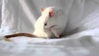 Умывашечки