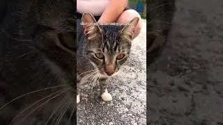 Just found this kitty cat at the street 🐈‍⬛  #shorts
