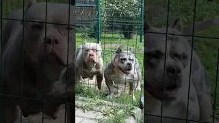 Будущие мамы🥰 #щенки #булли #americanbully #shorts #шортс #буллипокет #буллищенки #щенкибулли #dog