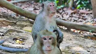 Baby monkey jumps and rides on mother's neck