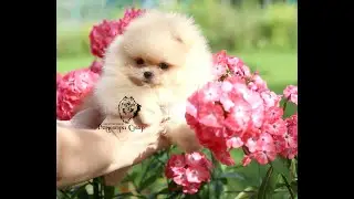 Щенки померанского ШПИЦА с доставкой / Puppy Pomeranian teddy-bear delivery