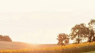 Photo session in Sunflowers