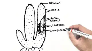 Canal System in Sponges | Phylum Porifera | YoKidz Drawing | YoKidz Channel