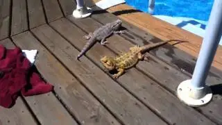 My Lizards Going for a Swim (saltwater pool)