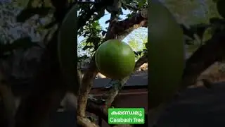 കമണ്ഡലു #calabash #tree