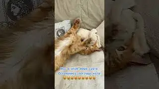 😻Все в этом мире -суета..