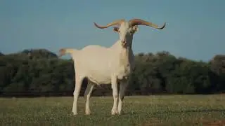 염소의 특징Understanding Goat Characteristics 2