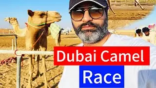 Dubai Camel Race | One Million Dirhim Camel race in UAE | Dubai Race season