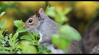 Animal Stock Footage – Royalty-Free, No Copyright 