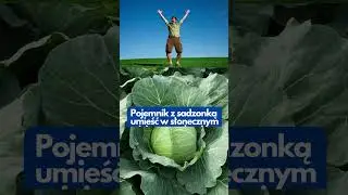 Czy wiesz że kapusta urośnie w butelce 5 litrowej po wodzie #preppers #garden #balkon