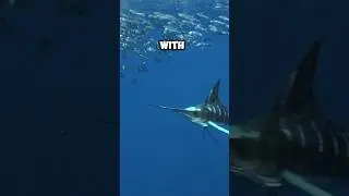 How Swordfish Use their Swords to Hunt! ⚔️🐟