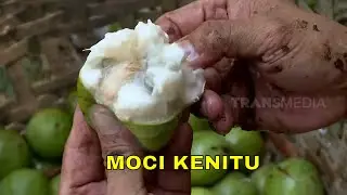 Sensasi Nikmat Moci Kenitu | JEJAK SI GUNDUL (28/12/23)