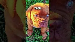 Honest man returns stolen Puppy 😳