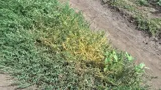 Повилика
