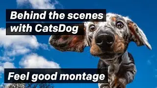 Behind the Scenes Dog Photography Montage with CatsDog