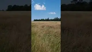 summer  morning sounds