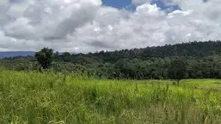 หนองผักชี หอดูสัตว์หนองผักชี เขาใหญ่
