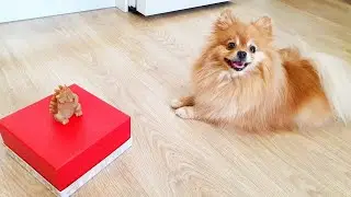 Сможет ли шпиц Бася выиграть для себя вкусного Ежа!?