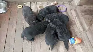 Помет Б