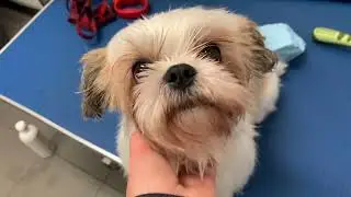 Dica de onde dar BANHO de GRAÇA no cachorro no CANADÁ - Loja para comprar coisas para cachorro.