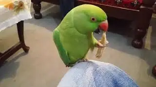 Green parrot talking Tamil