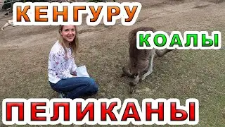 Кенгуру, коалы и пеликаны в Австралии! Австралия