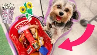 COMPRO TODO LO QUE GOLIAT QUIERE LLEVARLE A SUS 4 HIJOS Y A DALILA