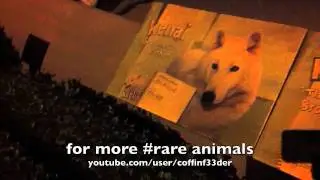 #RARE DOG EXHIBIT AT SAN DIEGO ZOO