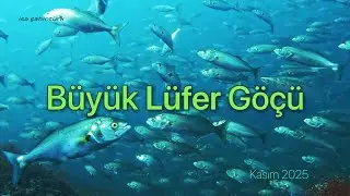 The Great Bluefish Migration November 2025 | Bosphorus