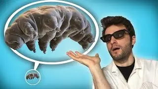 We caught a Tardigrade! OM#3