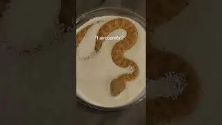 Baby Sand Viper Vs Adult in sprinkles! 
