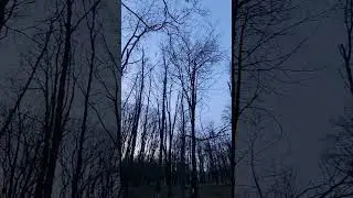 Предчувствие весны.