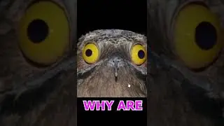 Did you ever see an animal like this?!