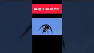 #shortsvideo