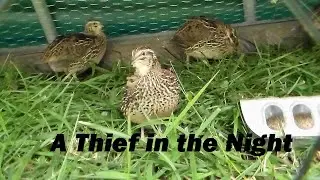 Quail Attack