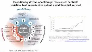 Infection and Immunity, Mycology||  Lecture 3 2024
