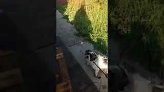 Sasja met kat