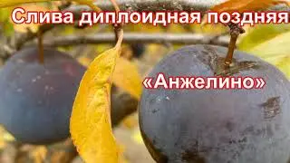 Слива поздняя «Анжелино» 