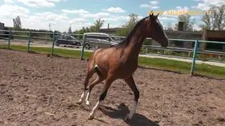 Daghia Shael (Kaytag Shael - Dalit Shael), yearling, akhal-teke filly, ахалтекинская кобылка.