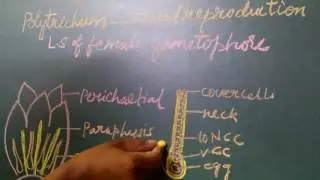 Polytrichum reproduction