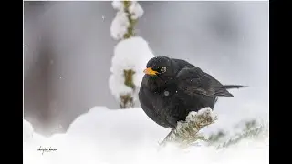 ... die Amsel!