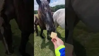 Встретили табун лошадей, маршрут Анапа - Крымск 