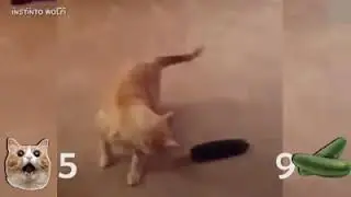 Ver videos de gatitos hace bien para la salud