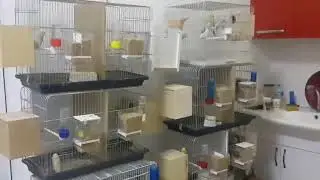 Muhabbet Kuşu Üretiminde Salma Kafes Mi   Çifthane Kafes Mi