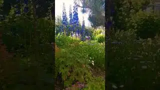 #shorts Ах, что за куст спиреи .. #моисадовыеромансы #розы #цветы #сад #дача