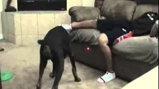 доберман напал на ребенка\\\ doberman attack