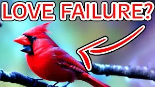 Cardinals: Symbolism and Spiritual Meaning
