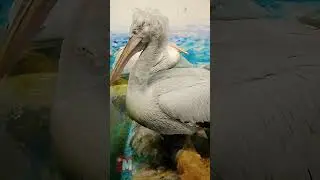 Прическа как у Трампа #travel #animals