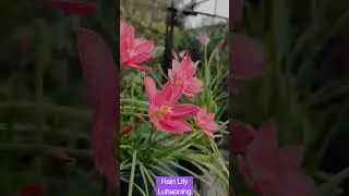 Rain Lily - Luhaoning