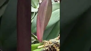 Детка на пеньке орхидеи. #цветы #орхидеицветут #орхидеи #orchidcare #orchidarium #пересадкаорхидеи